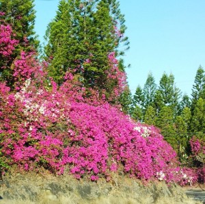 Bougainvillea Cascade