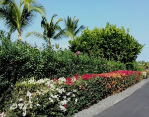 Bougainvillea Hedge
