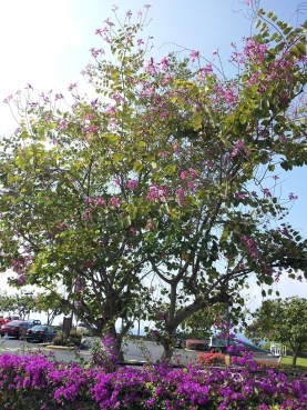 Bougainvillea & Orichid Tree