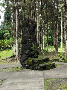 Lava Tree