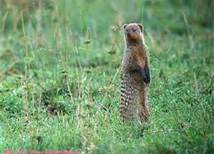 Mongoose