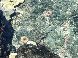 Tide Pools