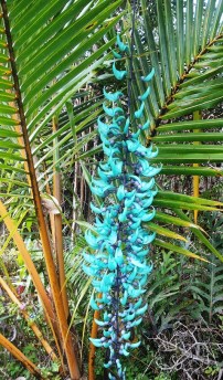 Turquoise Flowers