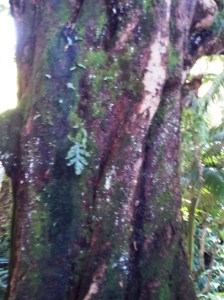 200 yr. old mango tree