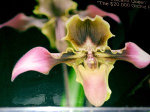$20,000 Orchid
