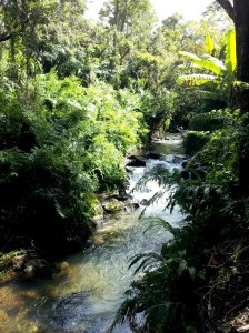 Akaka Falls and Botanical World Adventures 044