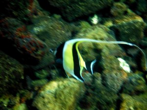 Angel Fish 2