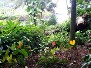 Anthurium Garden 2