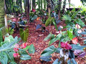 Anthurium Garden 3