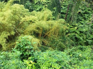 Bamboo Forest