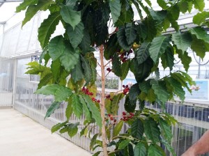 Coffee Tree