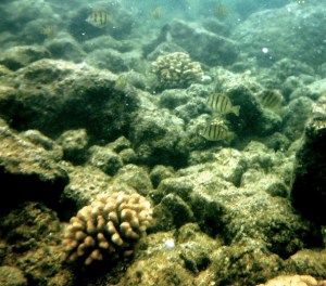 Coral and Fish