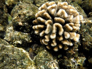 Coral and Urchins