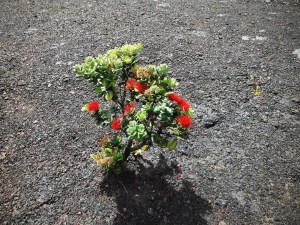 Fighting for Survival