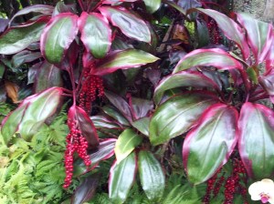 Hawaii Tropical Botanical Gardens 078