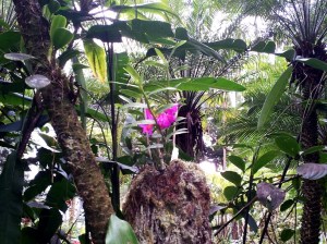 Hawaii Tropical Botanical Gardens 079