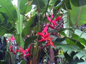 Heliconia