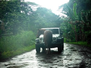 Horse and Jeep