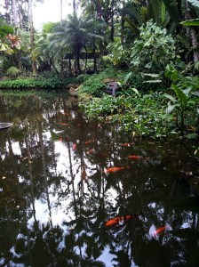 Koi Pond
