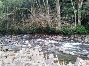 Kolekole Beach Park River