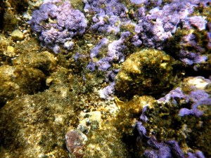 Lavender Coral