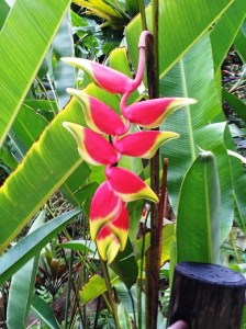 Lobster Claw Heliconia