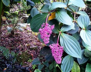 Medinilla magnifica 2