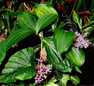 Medinilla magnifica