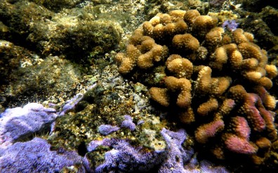 More Cool Coral 2