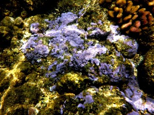 More Cool Coral 3