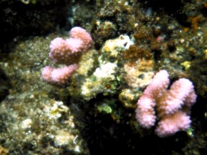 More Pink Coral