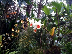 Orchid Garden 2