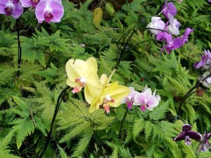 Orchid Garden 8