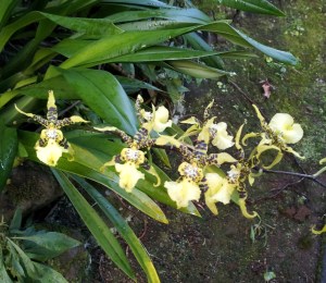 Orchids 2