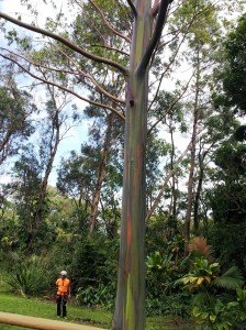 Painted Eucalyptus