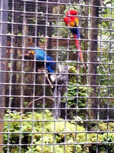 Parrots 2