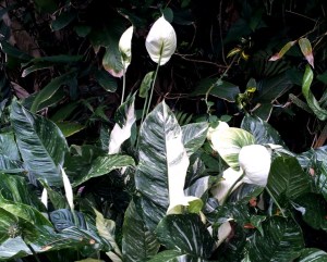 Peace Lily