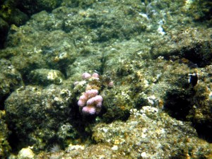 Pink Coral