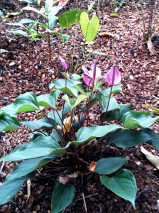 Purple Anthurium