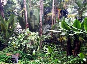 Rain Forest