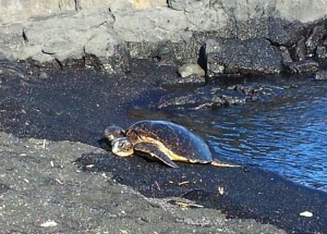 Turtle Sunning