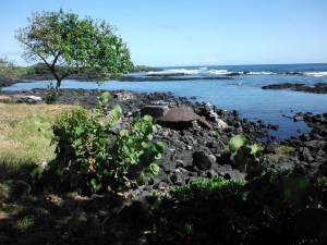 Whittington Beach Park 4