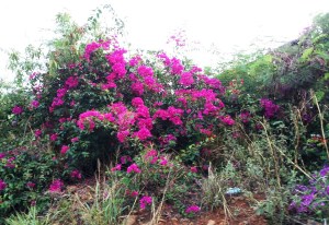 Bougainvillea 2