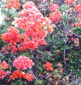 Bougainvillea 3