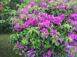 Bougainvillea 5