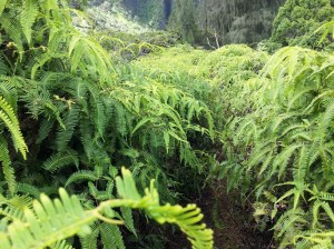 Fern Forest Path 2