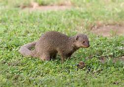 Mongoose