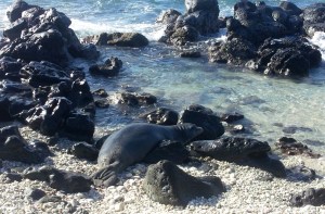 Monk Seal 2