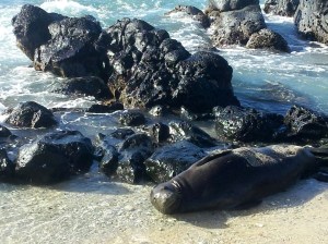 Monk Seal