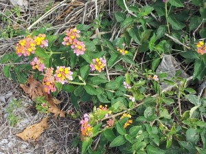 Pink and Yellow Flowers